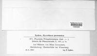 Puccinia caricina image